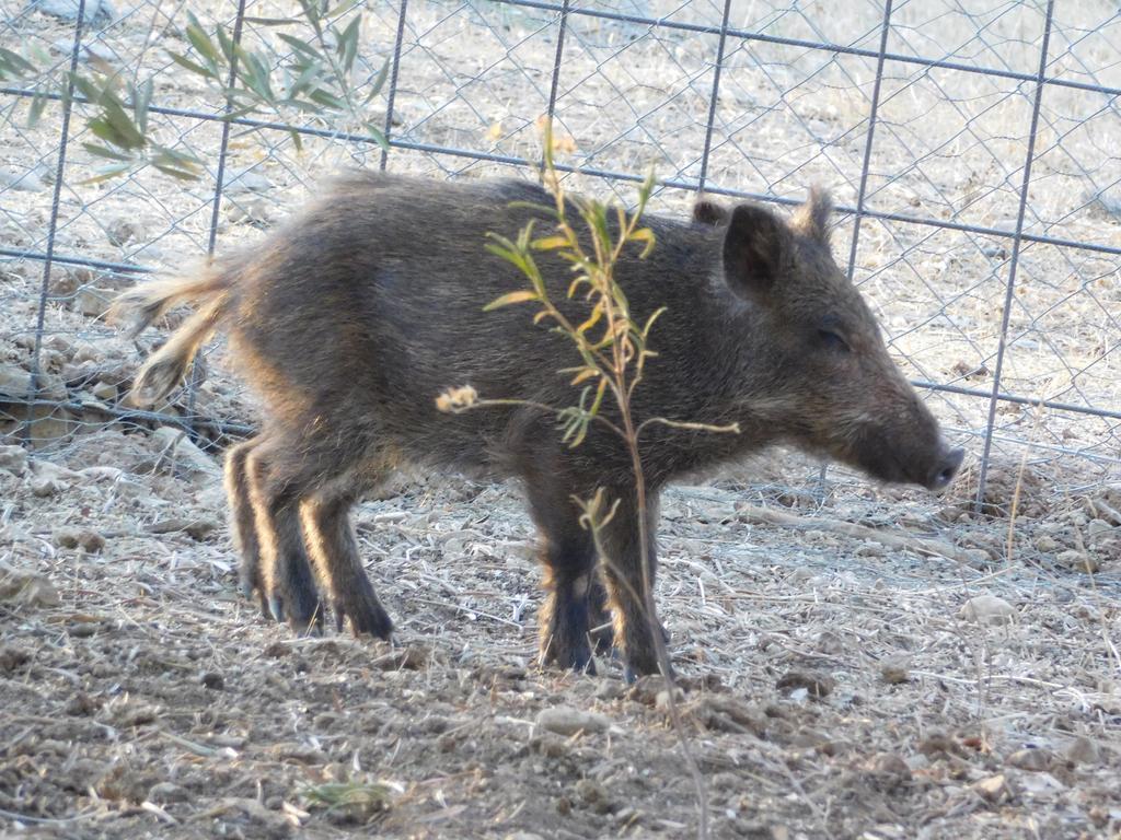Casas Rurales La Loma Del Carrascal Hornos Zewnętrze zdjęcie