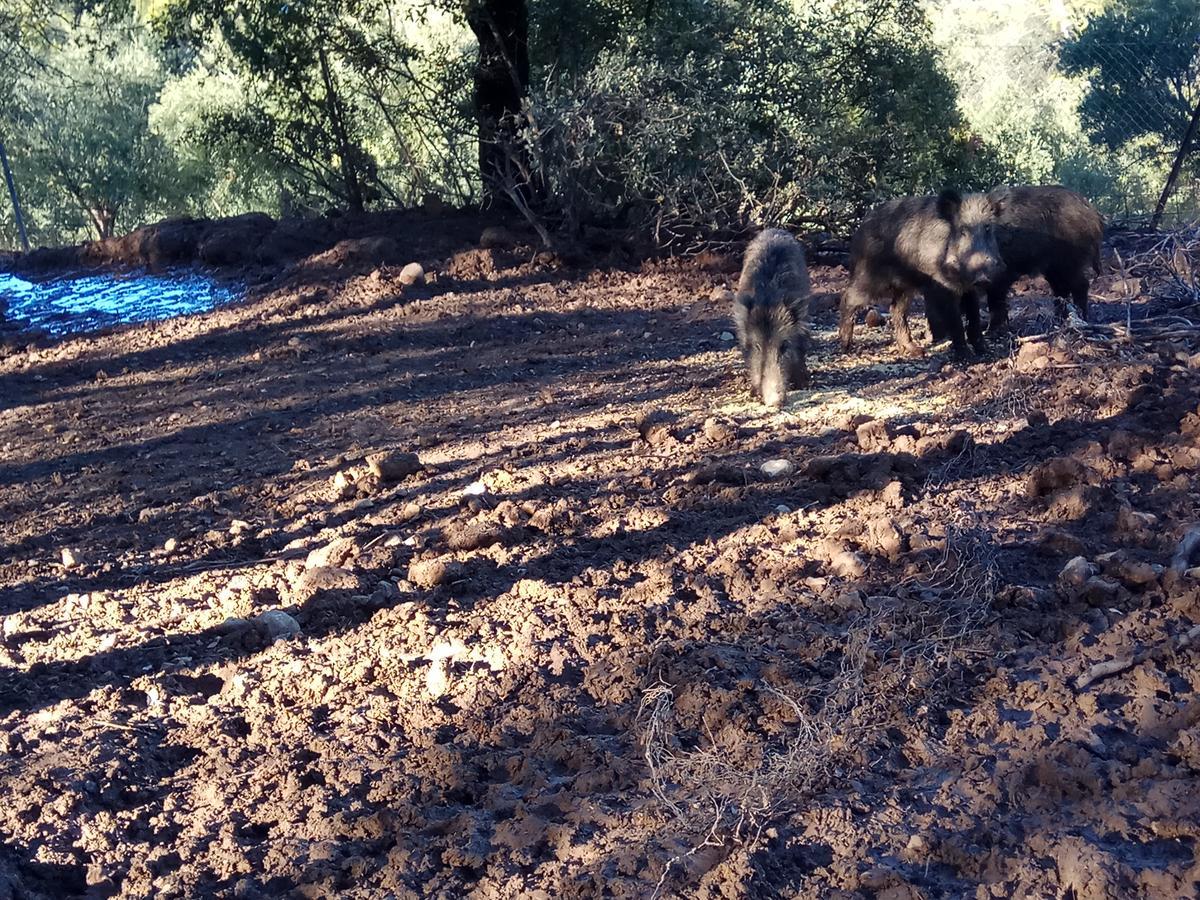 Casas Rurales La Loma Del Carrascal Hornos Zewnętrze zdjęcie
